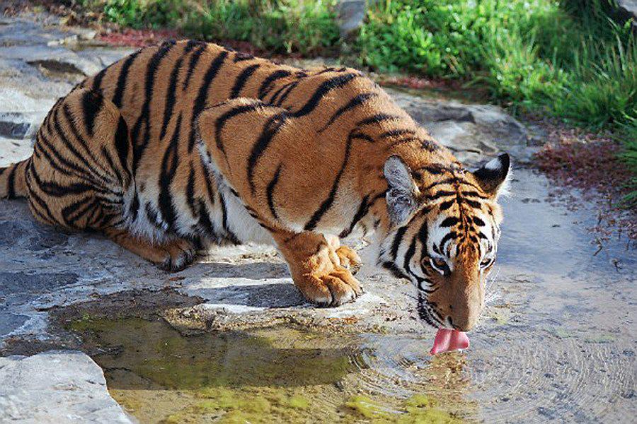 ​Envían ADN de tigre de Amoy al espacio para que alguien evite su extinción