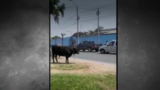 SMP: toro escapó de camión, atacó patrullero de serenazgo, pero fue capturado luego de media hora 