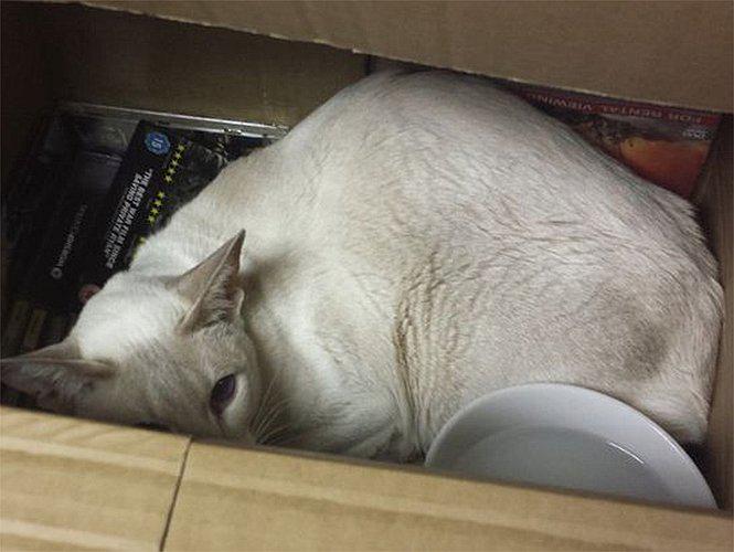 Gatita logra viajar ocho días en una caja [VIDEO]   