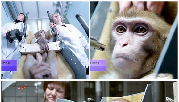 Así entrenan los monos para la carrera espacial a Marte [VIDEO]