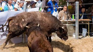 ​Mujeres ya pueden asistir en Japón a despiadados combates de toros