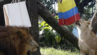 ​Leones anticipan que Colombia ganará a Japón en su primer partido de Rusia 2018