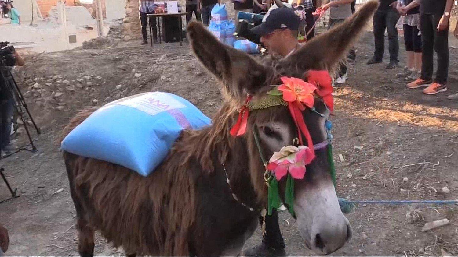 ​Burra Cleopatra gana reñido concurso de belleza y velocidad