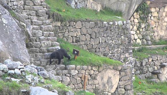 Machu Picchu: Avistan un oso de anteojos en la ciudadela inca [VIDEO]