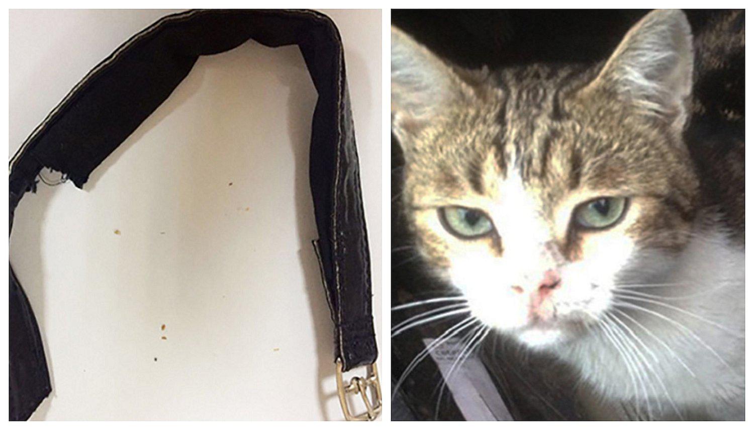 Hallan droga en un gato dentro de penal (FOTOS)