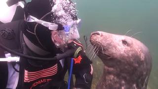 ​Buzo se encuentra con foca y esta tiene un gesto increíble (VIDEO)