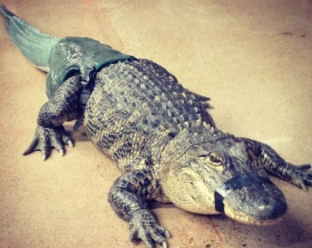 Lagarto vive con cola de latex