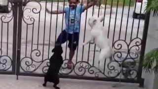 Perros tienen una peculiar reacción al ver a un niño realizando una danza tradicional de la India