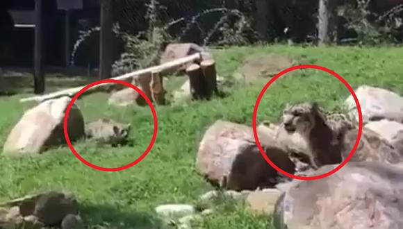 Un video que muestra a un leopardo bebe y su madre se ha hecho viral en las redes sociales