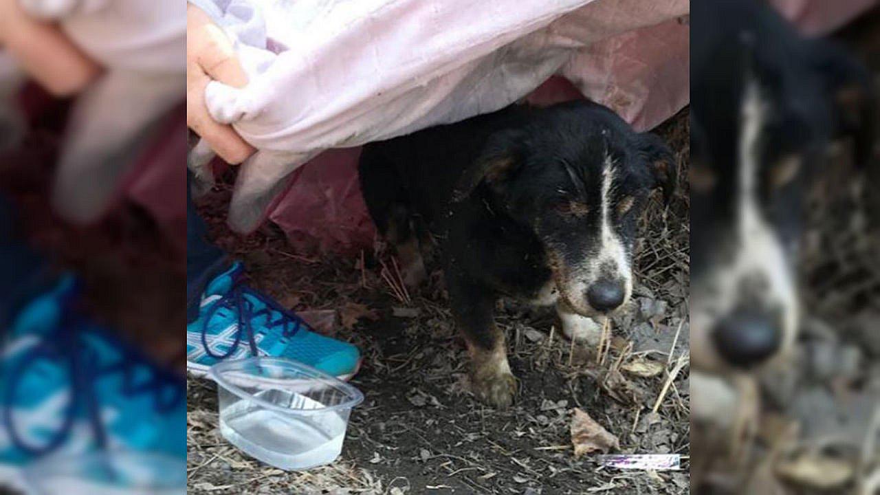 Entierran a su perrito pensando que murió y este "resucita" a las horas (FOTOS)