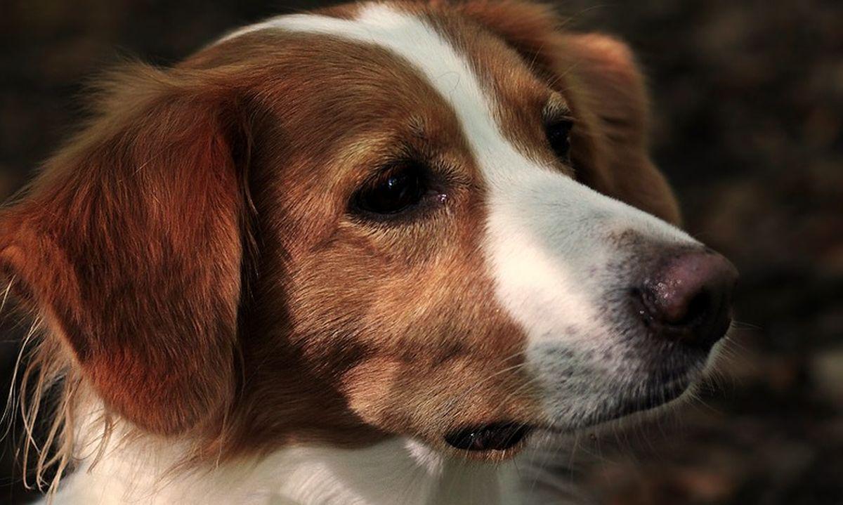 Los perros tienen comportamientos habituales que cuando lo hacen no nos hacen imaginar que nos están alertando de algo (Foto: Pixabay)