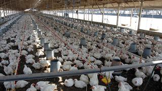 Gripe aviar: declaran emergencia sanitaria por 90 días en todo el Perú por casos de influenza en aves