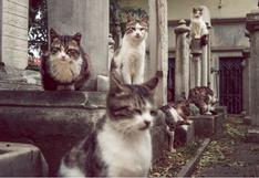 Descubren por qué a los gatos les gustan los cementerios y en todos suelen encontrarse algunos