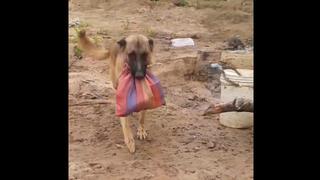 Simplemente conmovedor: perrito le lleva el desayuno a su dueño hasta el trabajo [VIDEO]