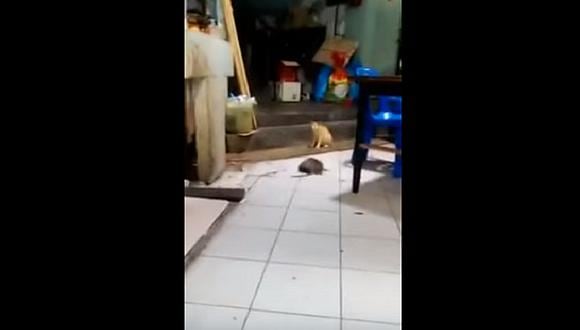 ​YouTube: Gato sorprende con su reacción ante pelea de ratas [VIDEO]