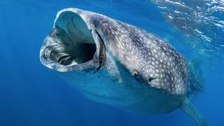 ​Ballenas boreales cantan y son los "músicos de jazz" del océano