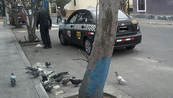 Barranco: Alimentan a palomas pese a estar prohibido