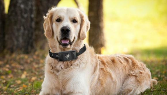 Lanzan primer smartphone para perros: un collar con G3 y GPS integrados