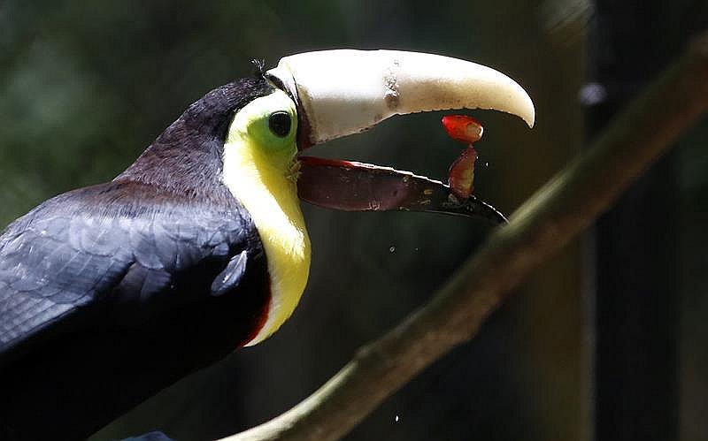 Tucán con un pico 3D se convierte en símbolo contra el maltrato 