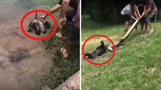 Gigantesta ananconda se tragaba a perrito y dueño llega para salvarlo (VIDEO)