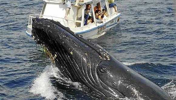 Isla atrae cientos de ballenas jorobadas