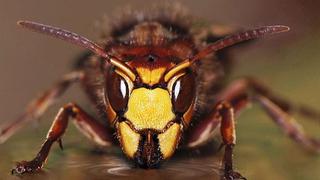 ¿Cómo diferenciar la avispa asesina asiática de las avispas normales?