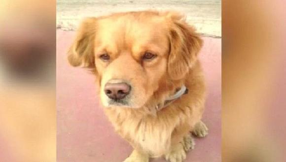 Mascotas: perrito desaparece en España y tres meses después lo encuentran en... (VIDEO)
