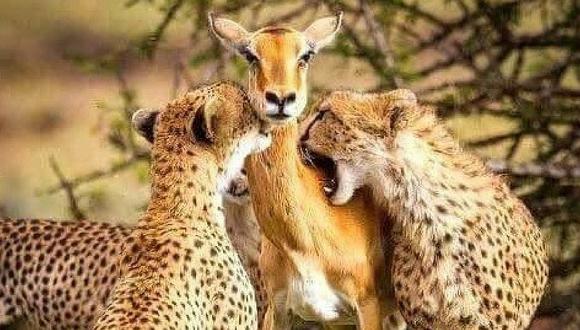 La conmovedora historia detrás de la foto de dos guepardos atacando a un ciervo 