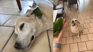 Perro salva a loro y se convierten en hermanos inseparables