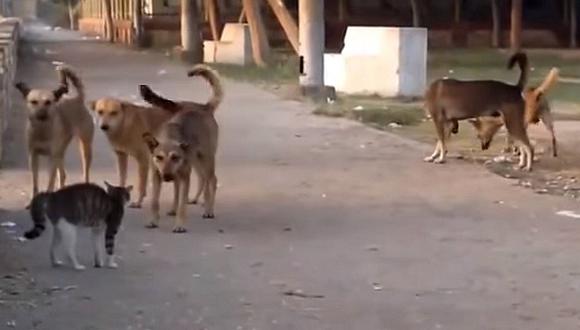 YouTube: Valiente gato pone en su sitio a cinco perros callejeros [VIDEO]
