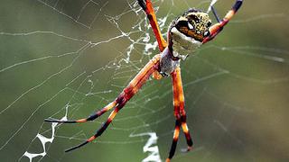 Registran a tres nuevas especies de arañas saltarinas y cazadoras