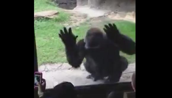 Gorila dio tremendo susto a niños para que dejen de molestarlo [VIDEO] 