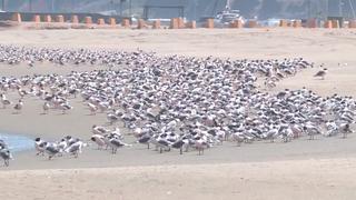 A falta de bañistas por la cuarentena, miles de aves regresan a playas del litoral peruano | VIDEO