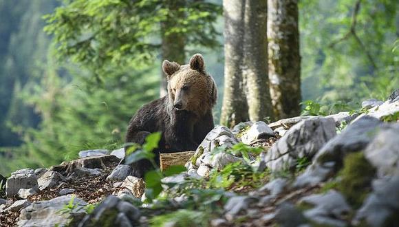 ​Convivir en paz con los osos es encomiable política de Estado