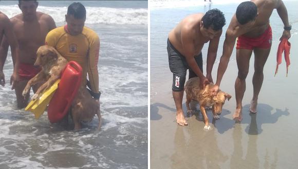 Perrito casi se ahoga pero fue rescatado por Salvavidas de la Policía Nacional (FOTOS Y VIDEOS)