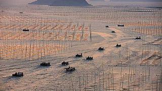 ​Ola de calor mata a millones de pepinos de mar, plato de lujo en China