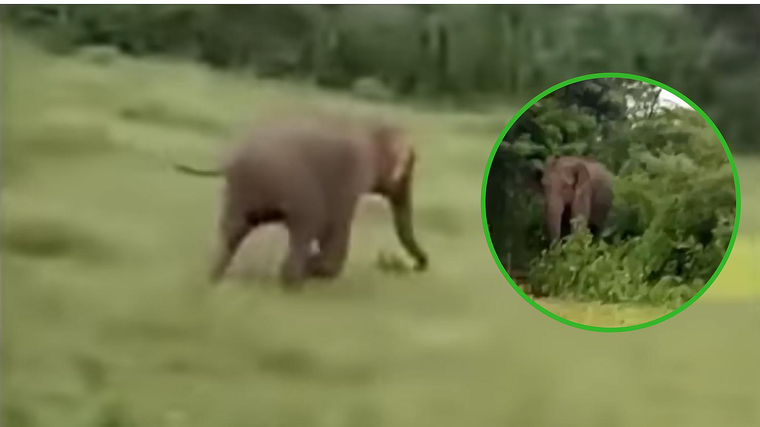 El terrible momento en que un elefante salvaje mata a un niño (VIDEO)