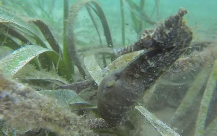 YouTube: Así es cuando un caballito de mar macho da a luz [VIDEO]