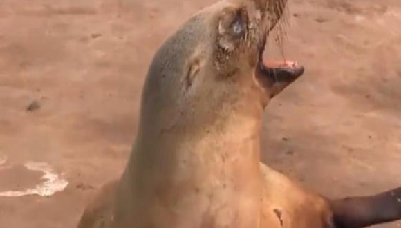 Facebook: El desgarrador llanto de una leona marina tras muerte de su cría [VIDEO]