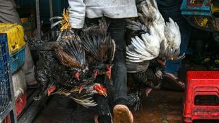 Chile: Confirman primer caso de gripe aviar en un hombre de 53 años