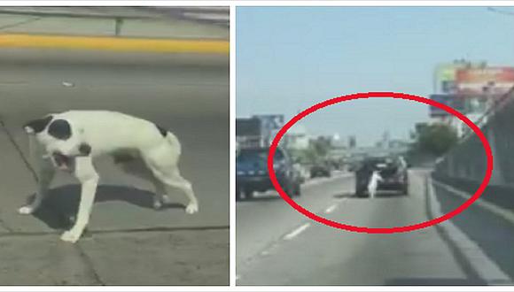 Perrito cae de la maletera de un auto en la Vía Expresa, pero es rescatado (VIDEO)