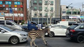 Cebra se escapa de parque y provoca caos en las calles de la capital de Corea del Sur