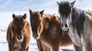 ​Destacan importancia de los caballos en la evolución humana (VIDEO)