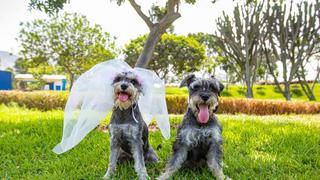San Valentín: realizarán primera boda simbólica de perros en club zonal Huiracocha este lunes 14 