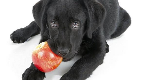 Perros: 5 frutas que puede comer tu engreído