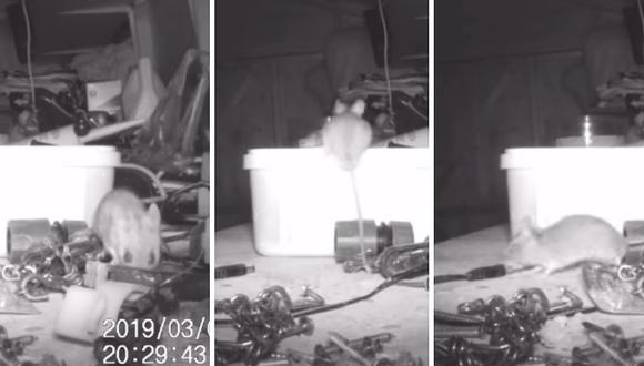 Abuelito pensó que un fantasma ordenaba sus materiales, pero era un ratón (VIDEO)