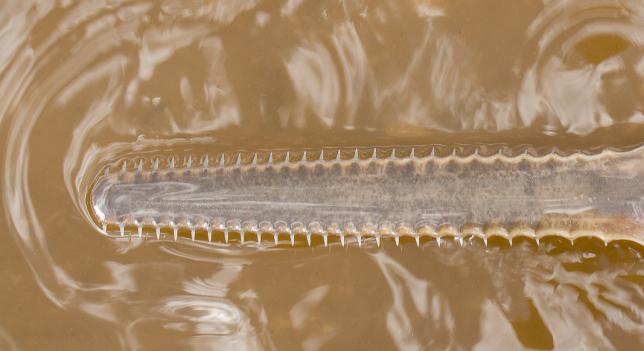 Detectan a un grupo de peces sierra que se reproducen sin tener sexo 