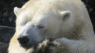 ¡Solo en Rusia! Aparece un oso polar a más de mil kilómetros de su hábitat natural