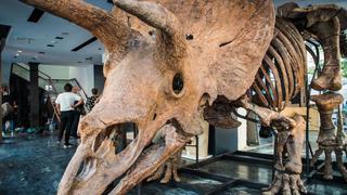 Big John, el mayor dinosaurio tricerátops, es exhibido en París antes de ser vendido en subasta