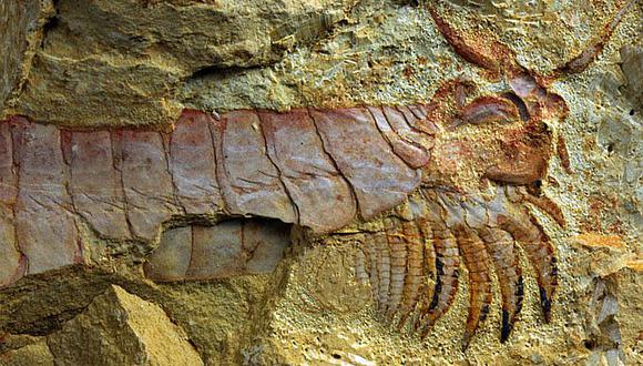El hallazgo de nuevos fósiles arroja luz sobre los primeros tetrápodos 